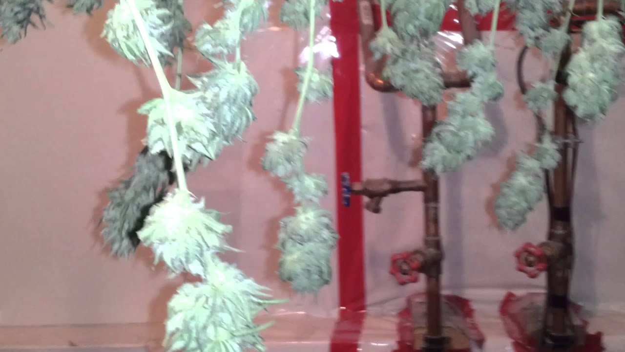 Live from TokenReefFL...  Hashplant haze harvest!