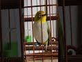 riwikan kasar anak burung pleci buka ekor