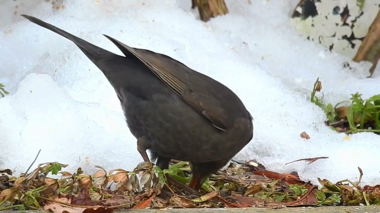 Rotkehlchen 04.02.2026