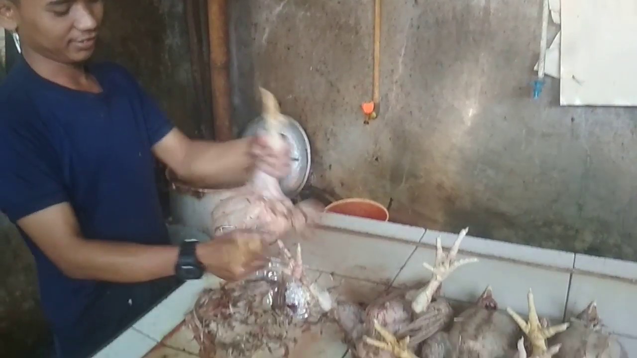 Cabut Bulu Ayam Cepat Hanya Pakai Tangan #CabutBuluAyam #AyamBroiler