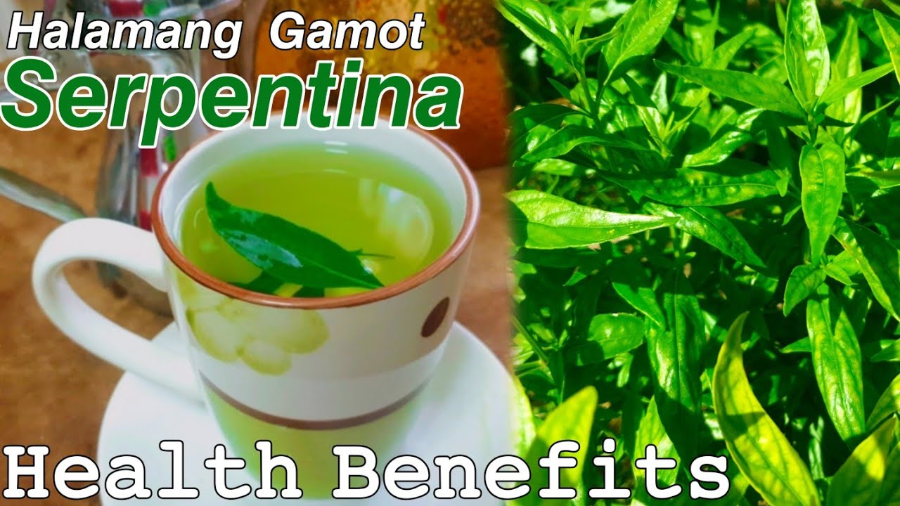 How to Make Serpentina Tea Health Benefits of Serpentina