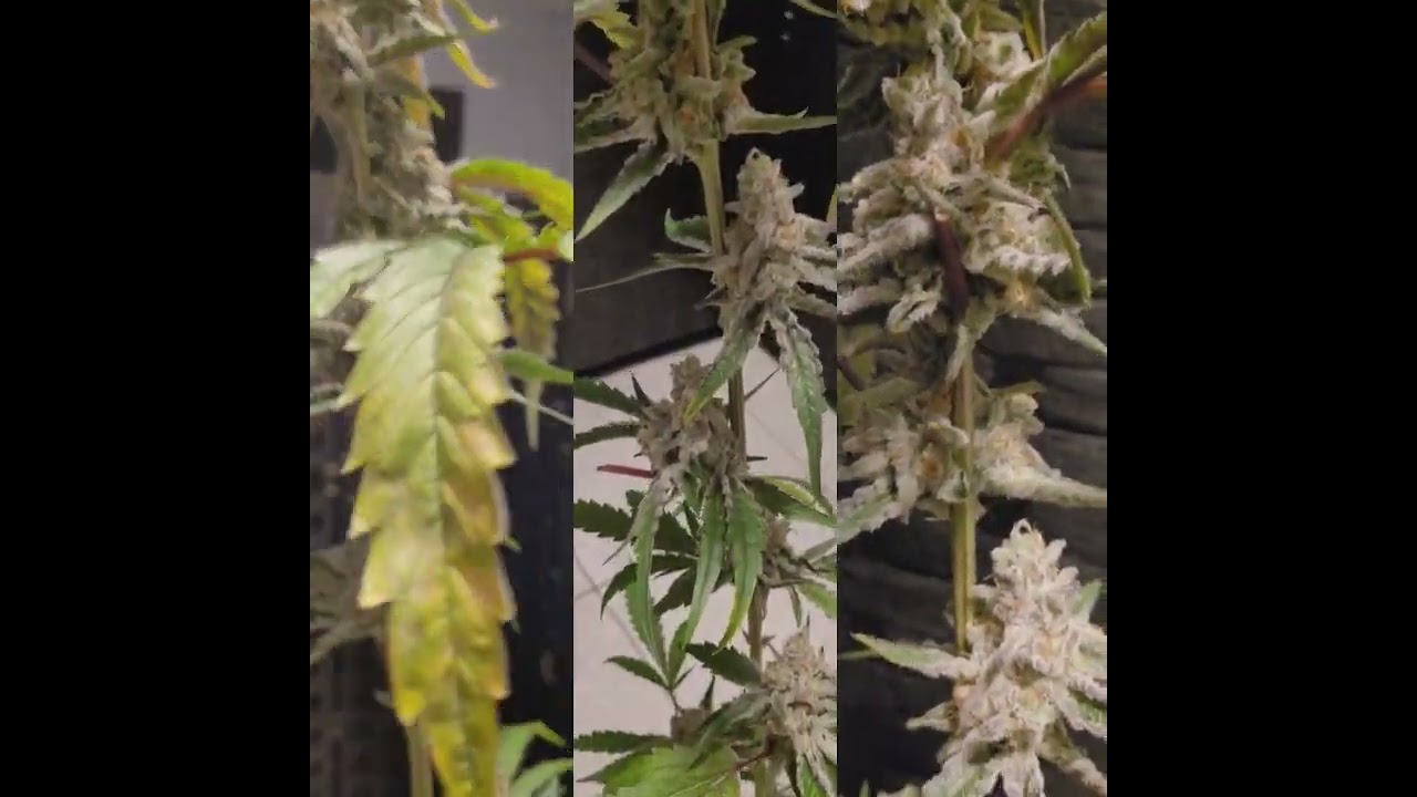 🥶 copycat genetics frost monsters 🥶