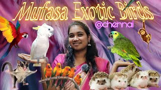 Exotic birds & animals @chennai | Tamed birds at chennai | mufasa pets #exotic #birds #pets #chennai by Our Story's Different 1,867 views 8 months ago 10 minutes, 3 seconds