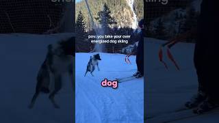 Over Energized Dog Goes Skiing!⛷️🐶 (@leoniglesiass)