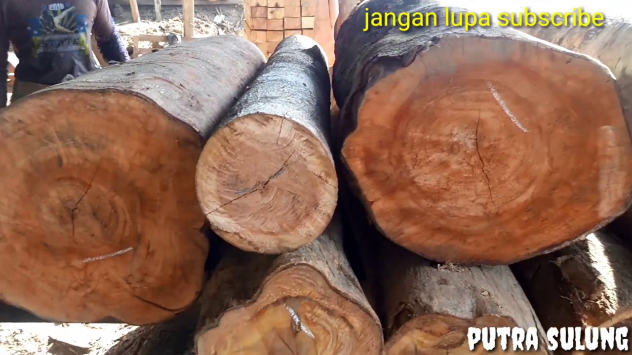 SAWMILL KAYU  SENGON JUMBO DAN KAYU  LABAN  YouTube