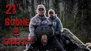 Boone and Crockett Saskatchewan Black Bear - 21&quot; Monster