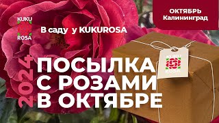 картинка: Посылка с розами 🌹 для KUKUROSA из питомника Бутримовых в октябре!