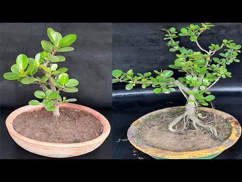 How to make Chinese Banyan, Ficus Microcarpa Bonsai from cutting