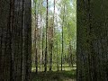 Закат наливался лиловый. чтение стихов, природа, любовь, красота, вечность