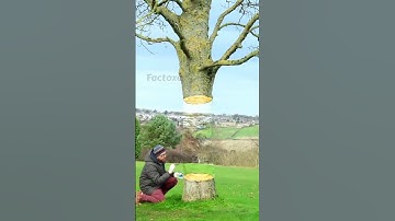 Invisible tree trunk 3D Illusion Art.🎨#shorts #illusions #artwork