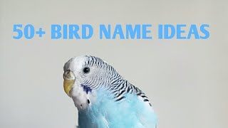50+ Cute Bird Name Ideas | For all types of birds