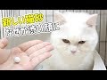 大玉の猫砂に変えたら渋い顔に！消臭効果抜群の猫砂に変えてみた！