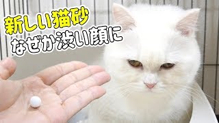 大玉の猫砂に変えたら渋い顔に！消臭効果抜群の猫砂に変えてみた！