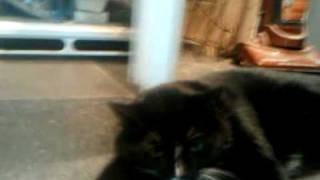 squishycat.3gp