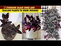 7 Stunning Black Vines and Trailing Plants to Grow Indoors