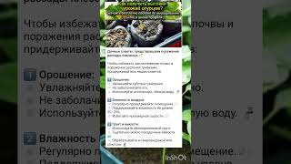дачные советы по рассаде
