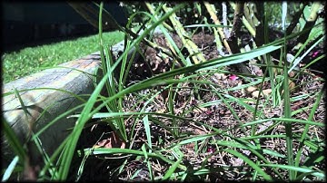 Choosing the Right Mulch | Tips from The Grounds Guys®