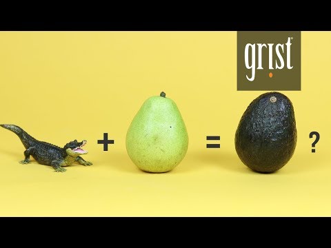 Video: Avocado, or Alligator pear