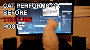 Scottish Fold Cat Performs QA Before YouTube Post | Billy