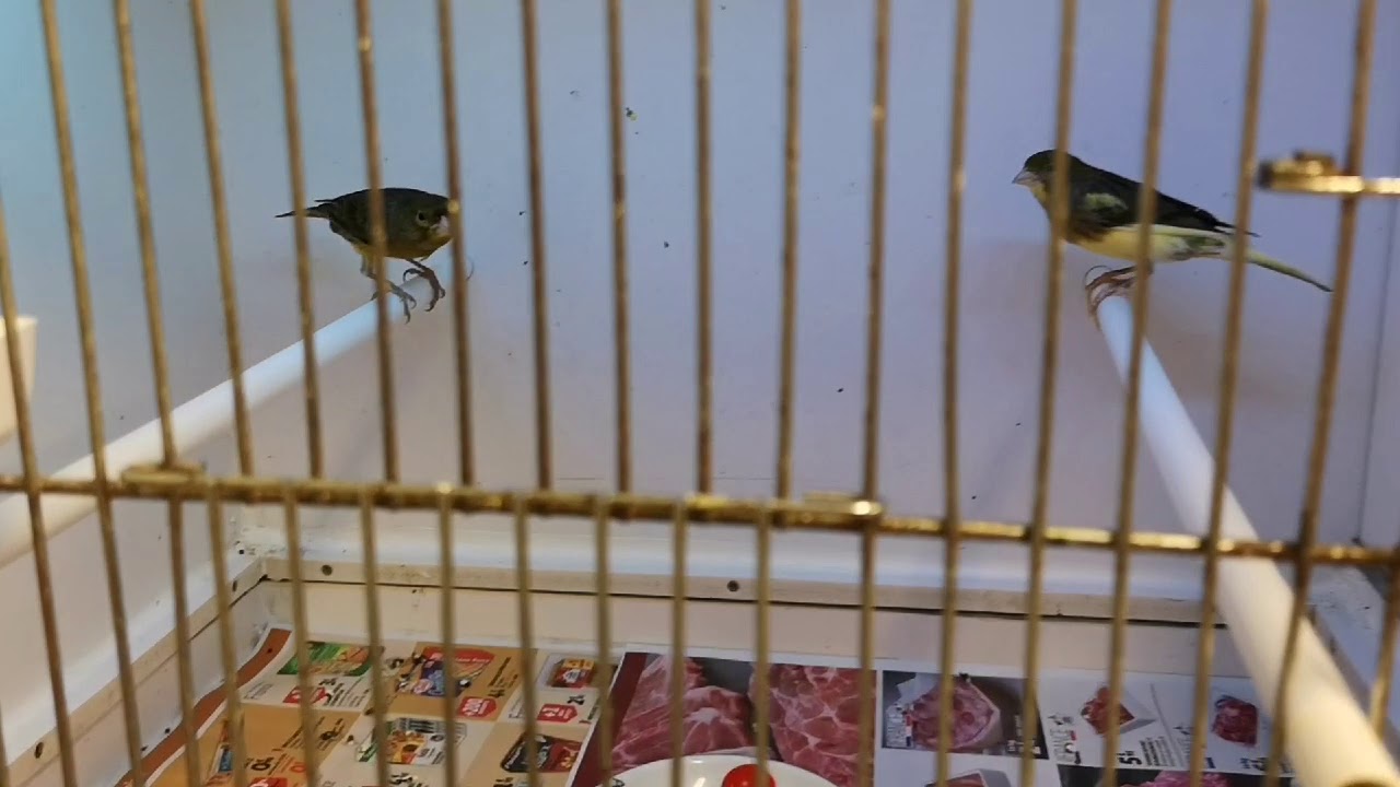 élevage De Canaris Et Chardonneret 2019 Et Une Surprise