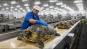 Inside the Turtle Leather Factory — How Giant Turtle Shells Become Luxury Products (Full Process)