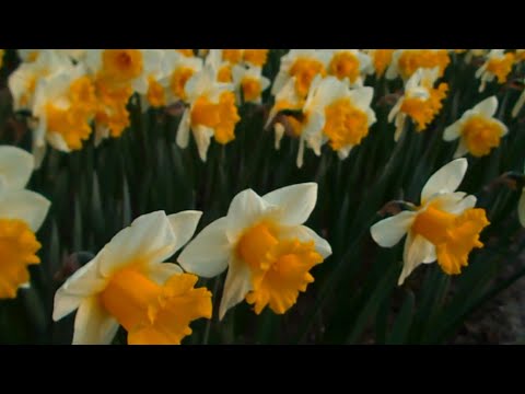 Video: Geel Narcissen (21 Foto's): Dubbele Bleek En Heldergeel Affodille En Ander Blomme Met 'n Geel Kroon