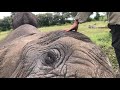 Treating Jabu the Elephant | Living With Elephants Foundation | Botswana |