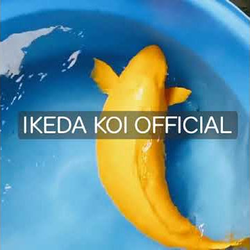Koi Karasi MontoXXxx