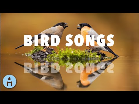 10 HOURS Bird Sounds for Sleeping: Natural Music