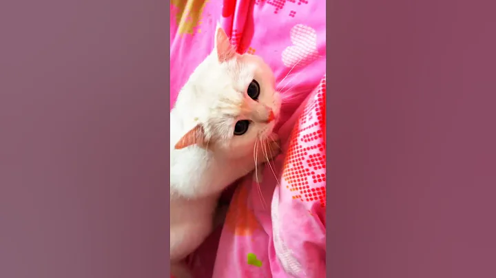 Video 9593901: cats cutecat meow catlover, catlover meow cutecat funny, catlover meow funny cute, funny cat angry, laugh funny cat