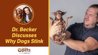 Dr. Becker Discusses Why Dogs Stink