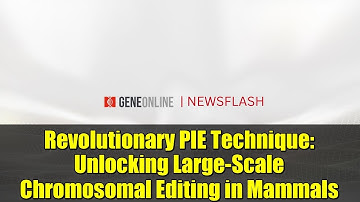 Revolutionary PIE Technique: Unlocking Large-Scale Chromosomal Editing in Mammals