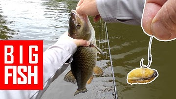 Those fish were hungry! Big Chub fishing on the river using float gear. Some pesky Barbel nailed too