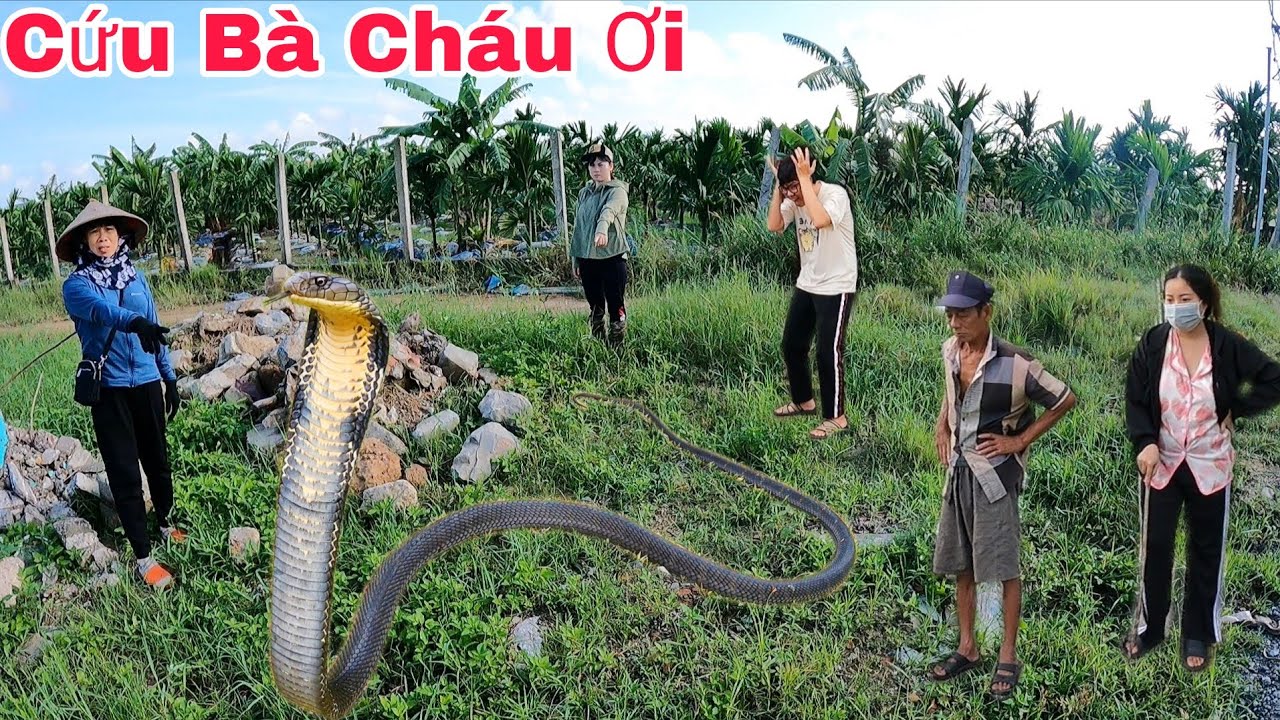 Cuộc Gọi Khẩn Cấp Của Hai Bà Cháu Khi Phát Hiện 3 Con Rắn Hổ Mang Ẩn Lấp Trong Đống Gạch