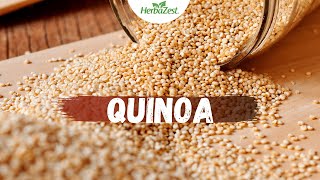 Quinoa - Herbazest