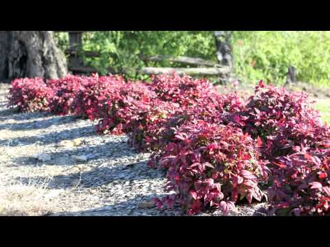 Video: Sú Nandinas Hardy?