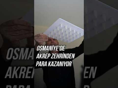 Osmaniye'de akrep zehriyle
