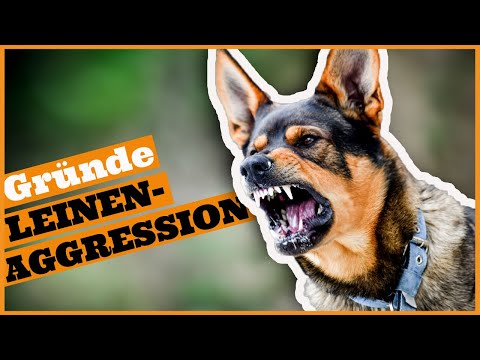 Video: Stoppen Sie die Aggression des Hundes gegenüber anderen Hunden