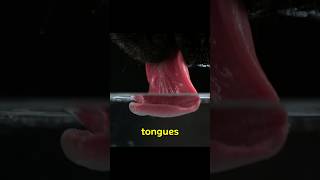 How A Dogs Tongue Drinks Water