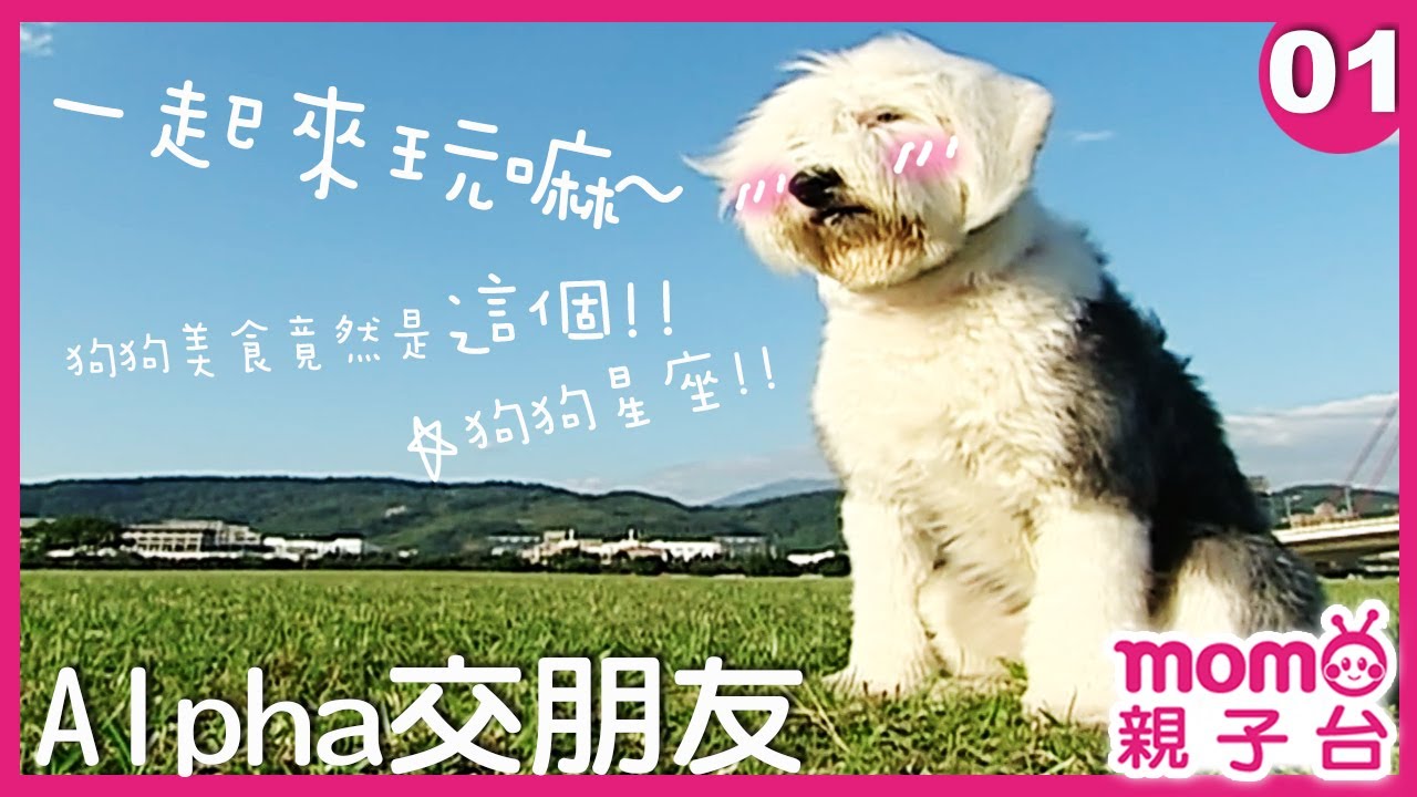 Alpha 交朋友 01 最會接飛盤的狗狗出現了 狗狗美食餐廳竟然吃這麼好 古代牧羊犬 狗狗星座 狗狗美食 寵物小知識 Momokids Momo 親子台
