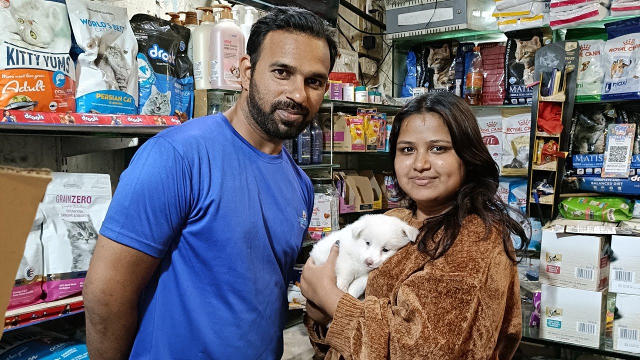 Pomeranian Dog Puppy Price In India Pomeranian Dog Pomeranian pomeranian-dog-puppy-price-in-india-pomeranian-dog-pomeranian