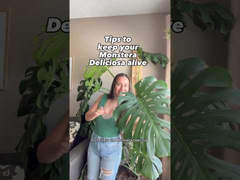 Video: Moet je monstera draaien?