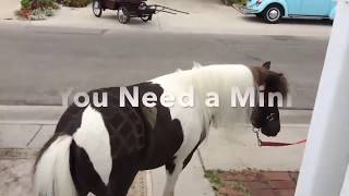 Building Mini Horse Carriage