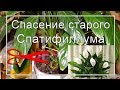 Спасение старого💊  🌿СПАТИФИЛЛУМА. 🌿 Укореняю старое растение.