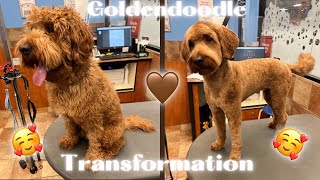 The BEST & ONLY way to SHAVE a GOLDENDOODLE short!