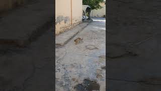 cute green cat walking through our coloney🤍 #catlife #cat #prettycat #catvideos #catshorts