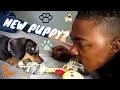 Surprising Lil Lams with a Puppy
