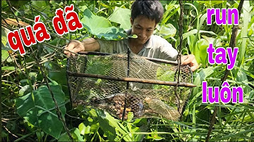 Quá Hấp Dẫn Cá Lóc Khổng Lồ Vào Lờ Quậy Muốn Banh Cái Lờ Luôn # SĂN BẮT ĐỒNG THÁP #