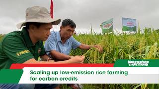 Scaling up low-emission rice farming for carbon credits