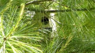 Chickadee Feeding Babies